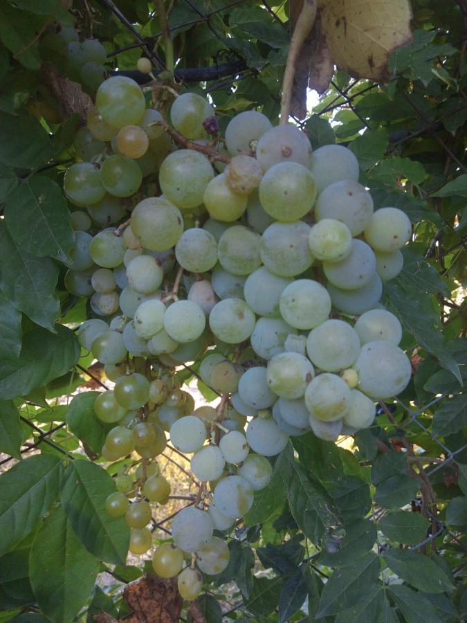 Loft Los Cerezos En Vistalba, Zona De Vinedos Y Bodegas Lujan de Cuyo Eksteriør bilde